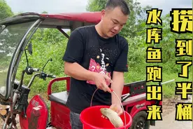 暴雨过后，水库的鱼跑出来，捞到半桶回来煮，家人吃了都称赞视频封面