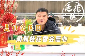 是什么原因让花友闻到桂花的香味恶心？别的花友有没有出现过？