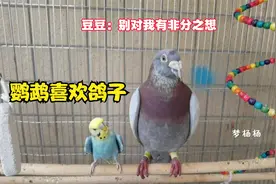 把12岁的鸽子和鹦鹉关一起，公鹦鹉一眼就相中它了，它们可能吗？视频封面