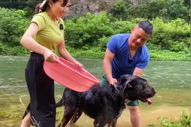 和女朋友一起带三只狗下河洗澡，大狼狗一千终于肯下河洗澡了！