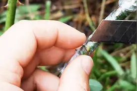 有人问嫁接时能不能把芽点包住？如果包住了，就需要这样去处理