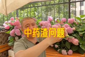 城市家庭“中药渣沤肥”，用不用晒干、密封、EM菌+红糖？视频封面