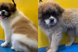 大爷送狗子到宠物店洗澡 洗完大爷懵了 狗子：你看我几分像从前视频封面