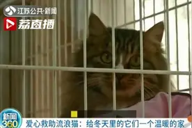 6成流浪猫都熬不过寒冬！如果你有猫要救请联系这里视频封面