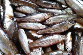 6块1斤小杂鱼6个品种一锅炖，肉质细嫩，鲜香美味比大鱼还好吃