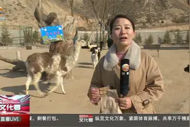 记者带你体验兰州野生动物园自驾游 感受穿越动物丛林的奇趣之旅