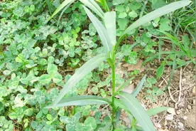 祛痰、止咳、抗肿瘤？认知一种野草，特好使！