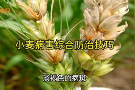 防治白粉病、锈病、赤霉病，用这一个配方就够了，杀菌治病还增产视频封面