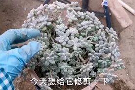 多肉丸叶姬秋丽想要爆盆快，就要舍得修剪枝条