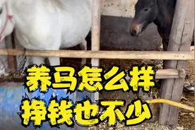 养马真不错不比养牛差，不仅挣钱还能骑着玩，听大叔说怎么样！视频封面