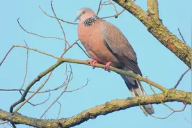 野外实拍斑鸠叫声，咕咕咕