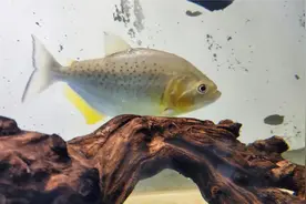 为什么鱼缸壁会出现很多白斑白点、白蒙，原因到底在哪里？视频封面