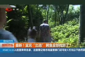 最新！宜宾“出逃”鳄鱼全部找到了！视频封面