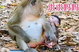 猴妈粗暴拒奶，小猴子不哭不叫恳求妈妈