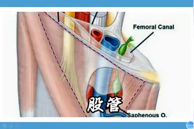 腹股沟区：股管