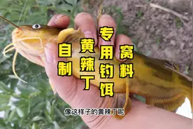 自制钓黄辣丁的专用鱼饵，比蚯蚓钓饵更好用，诱食剂让黄辣丁抢食视频封面