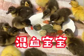 野鸭和家鸭的“混血宝宝”出壳了，看看哪一个宝宝最漂亮