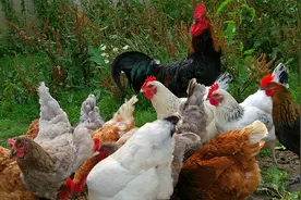 各种鸡的叫声 The sound of various chickens