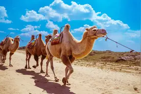 骆驼在死后，为什么不让人们吃它的肉？看完明白了视频封面