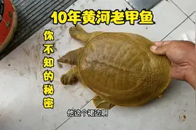 黄河甲鱼多珍贵？小伙拿10年老甲鱼进行分析，这数据太多人不知道视频封面