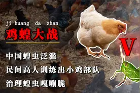 民间高人训练出小鸡部队，在中国泛滥的蝗虫，好日子到头了