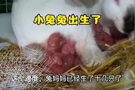 近距离记录母兔生小兔全过程，超级母兔一次生18只小兔！
