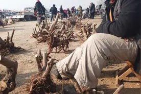 农村花卉市场，这些“黄荆疙瘩”都是百年老桩，值多少钱？