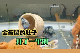 别以为迷你鹦鹉很温顺，成鱼发起飚连金苔鼠都遭殃，可怜的清洁鱼