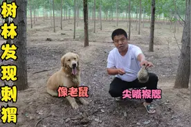 金毛在树林里发现只刺猬，长得尖嘴猴腮很像老鼠，金毛居然想吃它视频封面