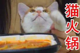 和橘猫一起吃火锅是什么体验？你不要觊觎我碗里的肉！