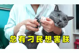 这只中华田园猫太凶了吧！剪个指甲就呲牙咧嘴，急得都会说话了！视频封面