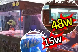 48万的鱼缸，15万一条的观赏鱼，带你看看济南水族展视频封面