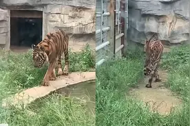 动物园回应老虎饿成皮包骨：天气热它经常不吃东西