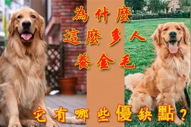 为什么这么多人养金毛，它有哪些优缺点？