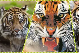 世界上最凶猛的3种“猛虎”，东北虎和孟加拉虎谁更厉害？