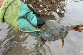 大连男子赶海抓到只半斤赤甲红，周围人羡慕的说，他这只螃蟹最大