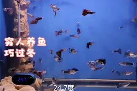 穷人养鱼巧过冬，8个鱼缸用一个加热棒就可以了，省电省钱又安全