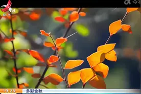 【多彩金秋】四川甘孜：九龙伍须海最美秋色已上线视频封面