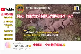 云南大象北迁火到了国外，两头大象喝了酒日本网友爆笑评论！视频封面