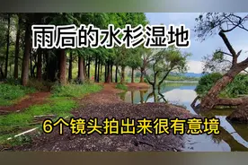 雨后的水杉湿地，用6个简单运镜拍出来，很有意境！