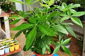 想在家里养“发财树”，摆放方位有“大讲究”，可别不当一回