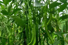 蔬菜上面招蜗牛、蚜虫等虫子，又不想打药？用这个老办法就好使