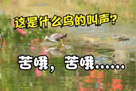 “苦哦，苦哦......”这是什么鸟的叫声？海南红树林湿地里的精灵