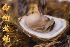 汕头南澳生蚝上市了，历时8个月的成长，个个壳薄蚝肉饱满
