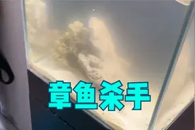 海缸太难了 要学习的还有很多 这次我有信心把章鱼养住