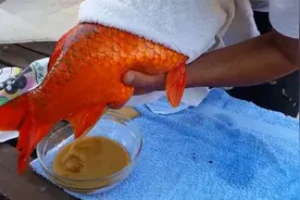 金鱼肚子鼓鼓囊囊，用手一按，一股“奶油”就飙出，还越飙越多