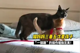 被流浪猫妈三番五次上门要孩子，铲屎官“一锅端”的操作堪称完美视频封面