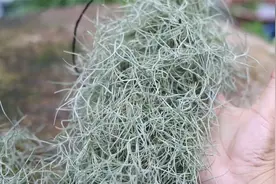 什么花是世界上出名的好养？那就是老人须空气凤梨，我教你怎么养视频封面