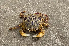 小马赶海抓到虎头蟹，这种螃蟹一斤要200多，味道真不错视频封面