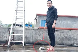 小伙抓到一只奇怪的鸽子，人过去它就蹲下，就像训练过一样视频封面